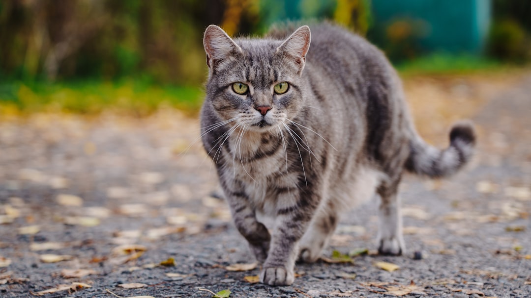 a-grey-tabby-cat-walks-on-a-path-xdcfocwgxv0