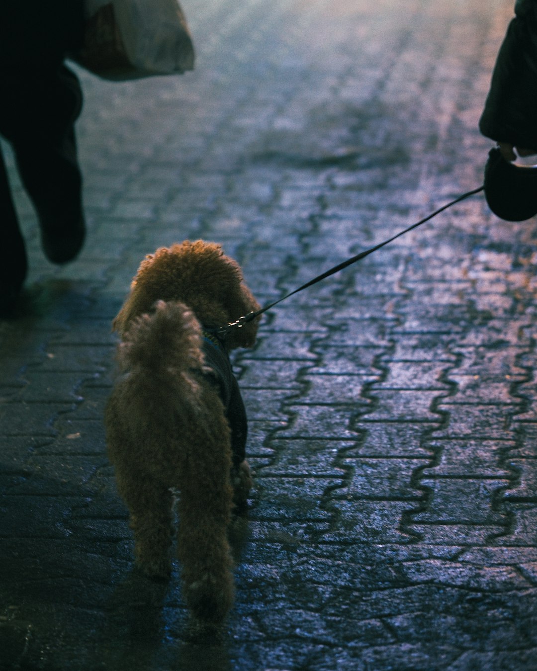 a-small-poodle-walks-on-a-leash-at-night-xdv-cuans