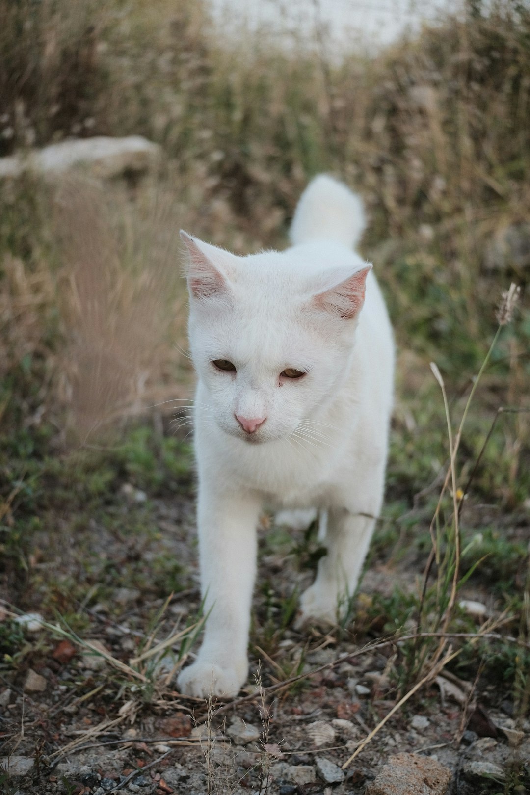 A cat walking among the bushes, A cat with cinematic views