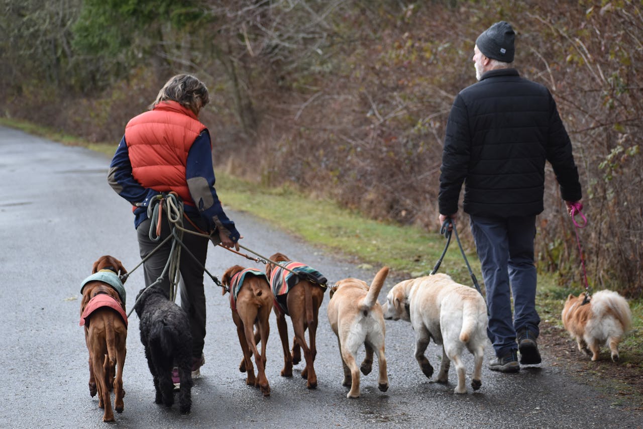 Two adults walking a group of dogs on a scenic winter trail outdoors.