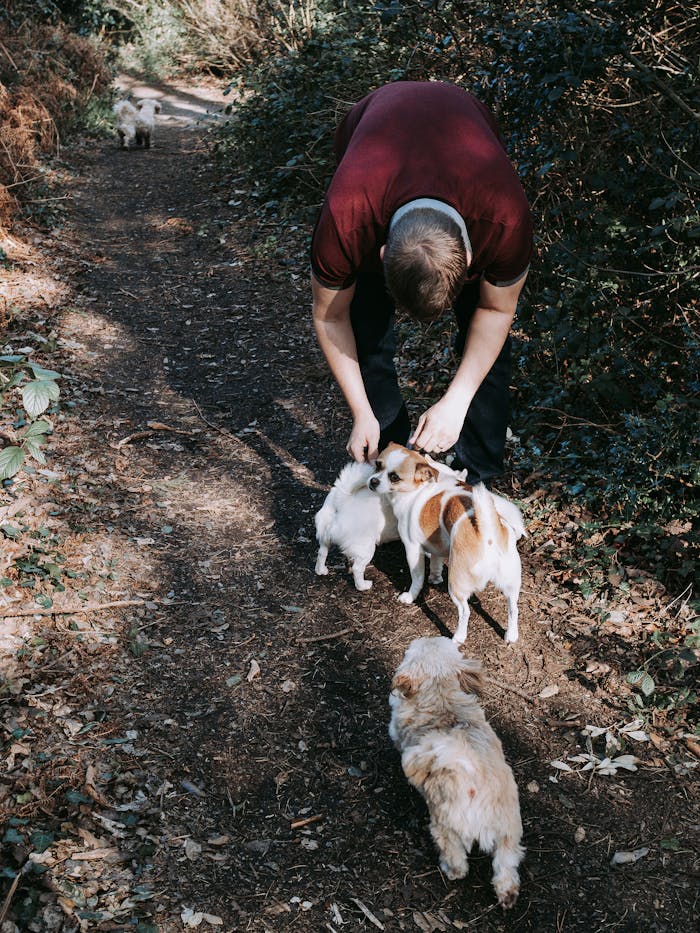 Man interacting with small dogs on an outdoor forest path, enjoying nature.