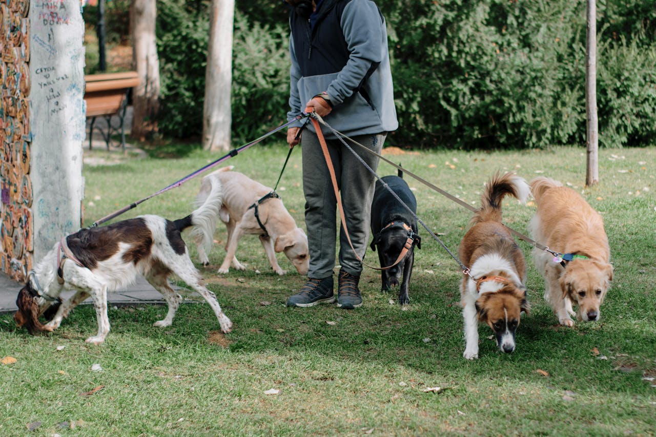 A man walking a group of diverse dogs on leashes in a grassy park area.