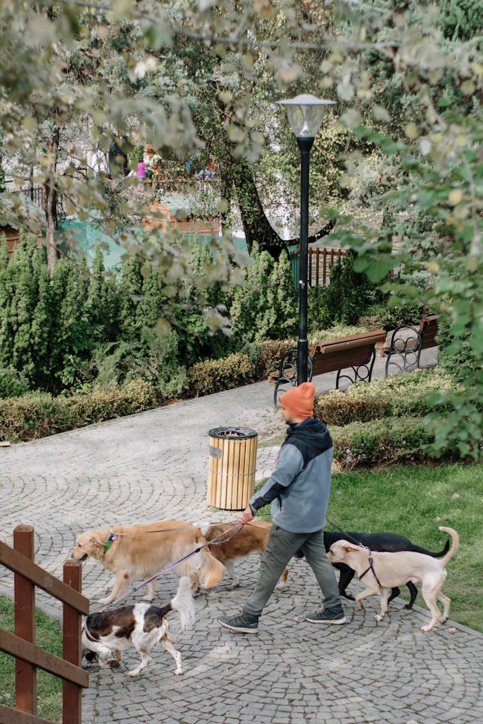A man walking several dogs along a scenic park path lined with trees.
