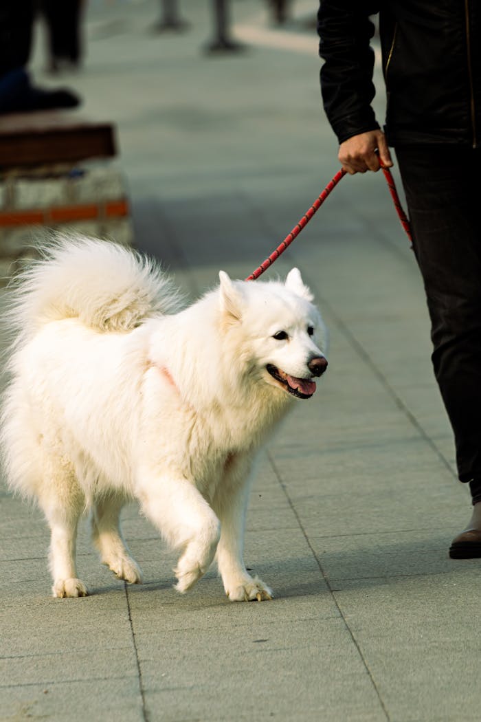 A man walks a fluffy white Samoyed dog on a sidewalk with a red leash.