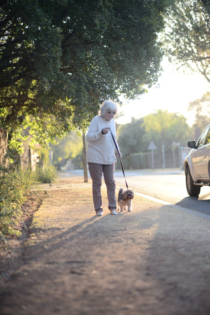 Elderly woman walking her dog on a sunny day along a tree-lined sidewalk in a residential area.